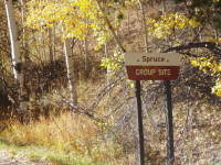 spruce1.jpg