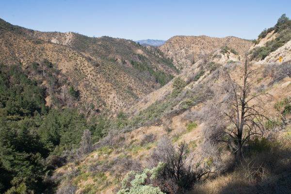 los padres forest